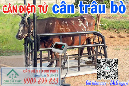 Cân điện tử cân trâu cân bò