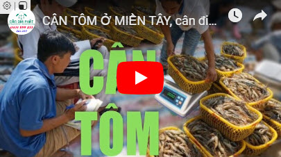 CÂN TÔM Ở MIỀN TÂY, cân điện tử cân tôm ở miền tây, cân điện tử 30kg chống nước màn hình xanh
