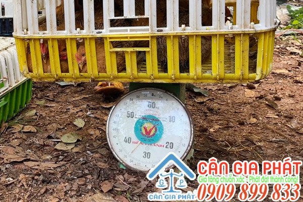 Cân Bến Thành 60kg cân gà vịt - cân điện tử 60kg cân gà vịt