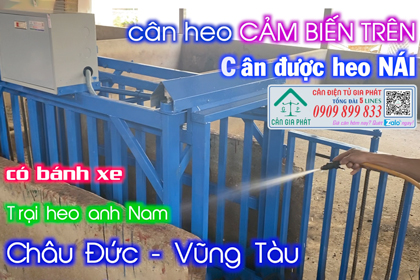 Cân điện tử cân heo nái 500kg giao trại heo anh Nam Châu Đức Vũng Tàu