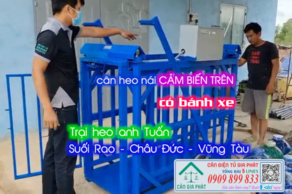 Cân điện tử cân heo nái 500kg trại anh Tuấn Suối Rao Châu Đức Vũng Tàu