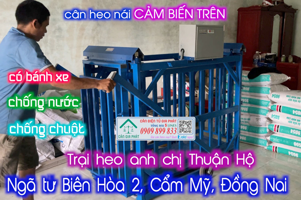 Cân heo điện tử 300kg 500kg 1 tấn ở Cẩm Mỹ Đồng Nai