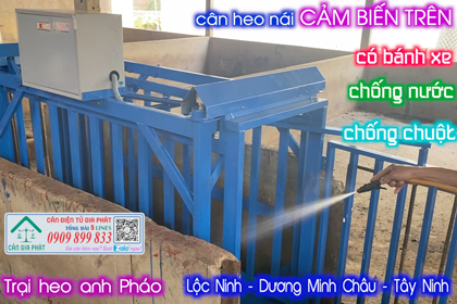 Cân heo điện tử 500kg - trại heo anh Pháo ở Dương Minh Châu Tây Ninh