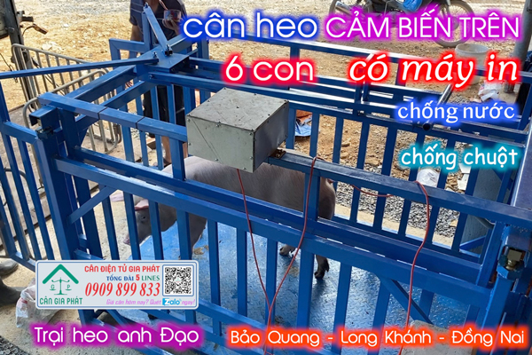 Cân điện tử cân heo 6 con 1 tấn 2 tấn cảm biến trên có máy in