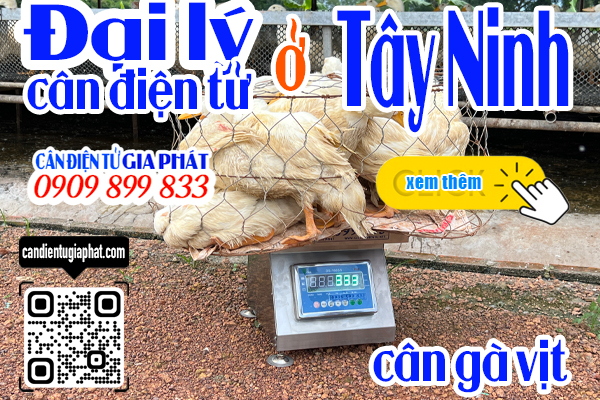 Đại lý cân điện tử Tây Ninh - cân điện tử cân gà vịt 100kg 200kg 300kg 500kg