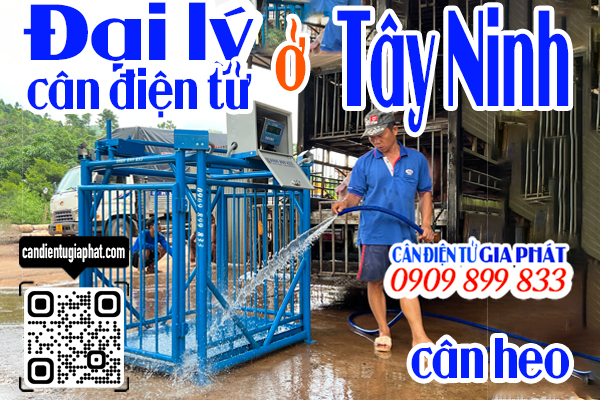 Đại lý cân điện tử Tây Ninh - cân điện tử cân heo cảm biến trên 500kg 1 tấn 2 tấn