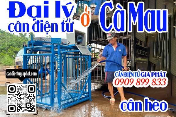 Đại lý cân điện tử Cà Mau - cân điện tử cân heo cảm biến trên 500kg 1 tấn 2 tấn