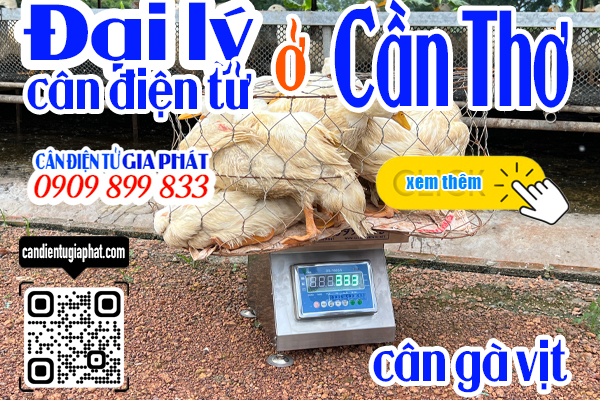 Đại lý cân điện tử Cần Thơ - cân điện tử cân gà vịt 100kg 200kg 300kg 500kg