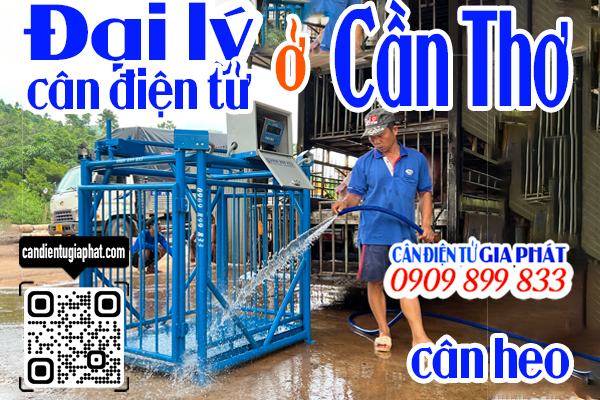 Đại lý cân điện tử Cần Thơ - cân điện tử cân heo cảm biến trên 500kg 1 tấn 2 tấn