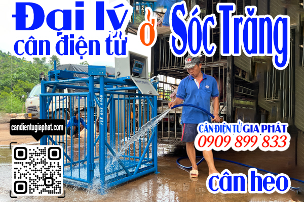 Đại lý cân điện tử Sóc Trăng - cân điện tử cân heo cảm biến trên 500kg 1 tấn 2 tấn