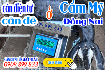 Cân điện tử cân dê ở Cẩm Mỹ Đồng Nai - Trại dê Vĩnh Cường