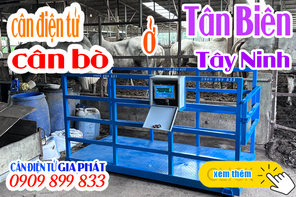 Cân điện tử cân bò ở Tây Ninh - CÂN ĐIỆN TỬ GIA PHÁT