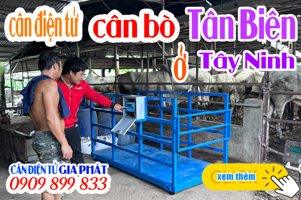 Cân điện tử cân bò 1 tấn 2 tấn ở Tân Biên Tây Ninh - CÂN ĐIỆN TỬ GIA PHÁT