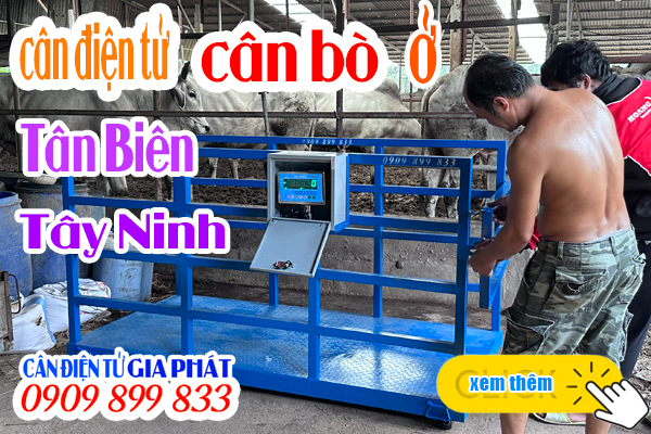 Cân điện tử Tây Ninh - cân điện tử cân bò DS-166SS 1 tấn 2 tấn ở Tây Ninh