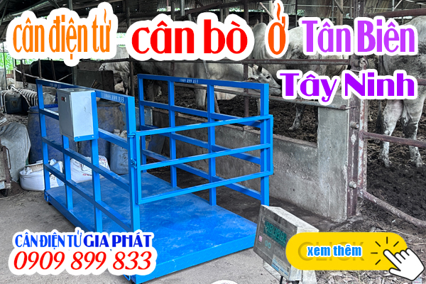 Cân điện tử cân bò Tây Ninh - cân bò 1 tấn 2 tấn có lồng chống nước chống chuột