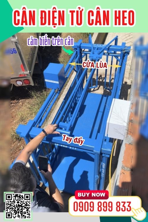 Cân điện tử cân heo tốt nhất hiện nay - cân heo cảm biến trên