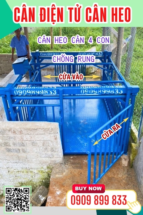 Cân heo tốt nhất hiện nay - cân heo cảm biến trên