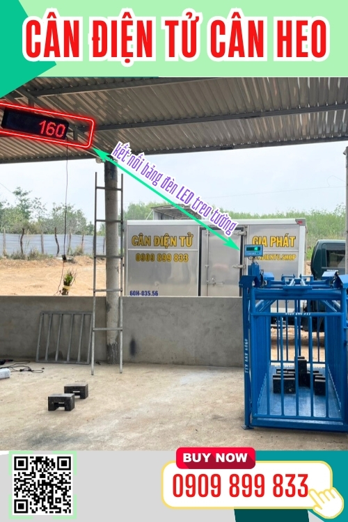 Cân điện tử cân heo tốt nhất hiện nay - cân heo cảm biến trên