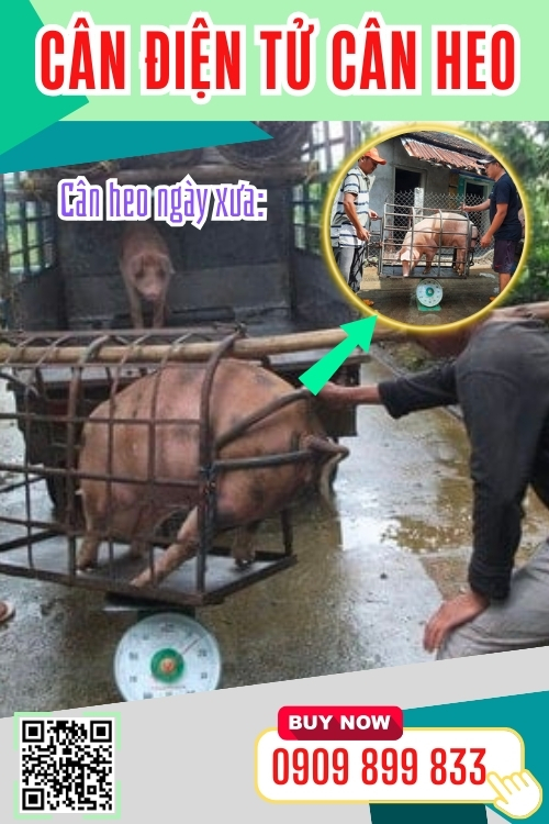 Cân điện tử cân heo tốt nhất hiện nay - cân heo cảm biến trên